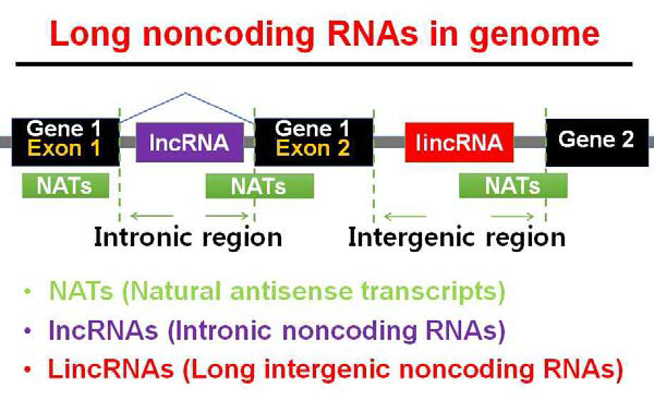 LncRNA의 분류