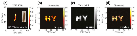 합성된 실리콘 나노입자의 Phantom imaging 실험 결과 (a) 약 40분 후의 실리콘 MR 이미징, (b) 29Si MR 이미징, (C) 1H MR 이미징, (d) (b-c) 겹쳐놓은 MR 이미징