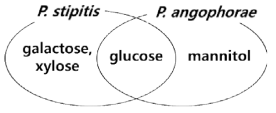 P.stipitis와 P. angophorae에 의한 발효 가능 당 모식도
