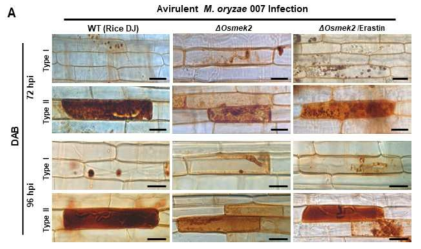 ROS Accumulation and Lipid Peroxidation in Leaf Sheaths of Wild-Type (WT) Rice (Cultivar DJ) and Osmek2 Mutant Plants at 72 and 96 h after inoculation with Avirulent Magnaporthe oryzae 007 with Erastin treatment