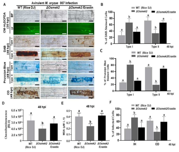 The Small Molecule Inducer Erastin Triggers Iron- and ROS-dependent Ferroptotic Cell Death in the Compatible ΔOsmek2 Mutant-Magnaporthe oryzae Interaction