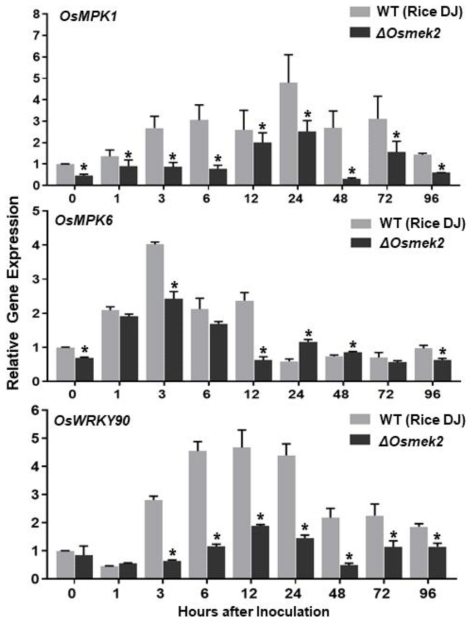 Quantitative Real-Time RT-PCR Analysis of Time-Course Expression of the OsMEK2 Interactors OsMPK1, OsMPK6, and OsWRKY90 in Leaf Sheaths of Wild-Type (WT) Rice (Cultivar DJ) and Osmek2 Mutant Plants Infected with Avirulent Magnaporthe oryzae 007