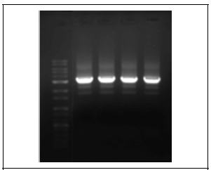 Amplified PCR products from the designed primers