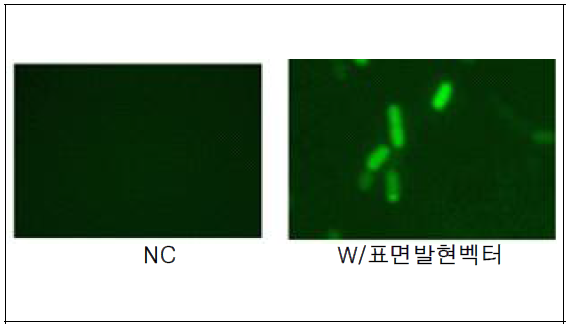 GFP 형광발현을 통한 표면발현여부 검증 (510nm filter)