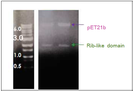 대장균에 형질전환한 pET21b 벡터내에 Rib-like domain(GFP-CwBP) 삽입 여부 검증(NheI, XhoI)