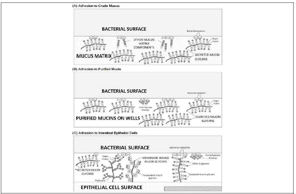 유산균의 세포흡착 모델 (Valeriano et al, 2016, J. Microbiol.)