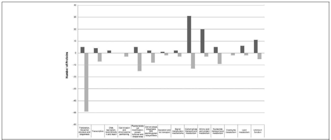 Functional categories of proteins up- and downregulated by bile stress. Upregulated proteins are shown as dark gray bars and downregulated proteins as light gray bars. Protein categorization is from the SwissProt database