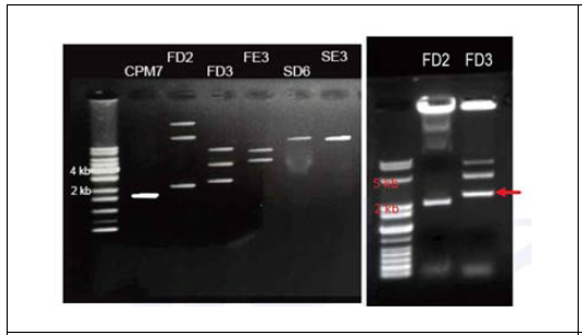 Agarose gel electrophoresis showing different plasmid DNA from lactic acid bacteria. The smallest plasmid from FD3 strain was selected for vector construction