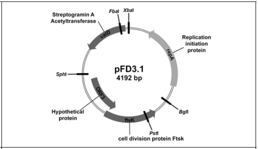 Sequence map and properties of the isolated plasmid pFD3.1