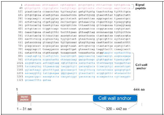 Full sequence of surface layer protein A from L. acidophilus ATCC 4356 and schematic representation of the SlpA protein