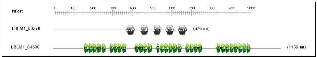 Graphical representation of putative adhesion protein from L. mucosae LM1