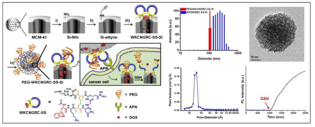 지능형 펩타이드가 도입된 APN 지향형 다공성 나노전달체의 모식도 및 특성 분석