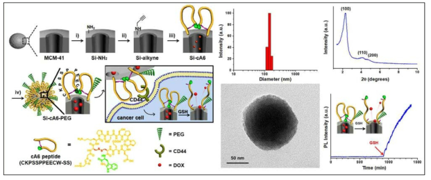 지능형 펩타이드가 도입된 CD44 지향형 다공성 나노전달체의 모식도 및 특성 분석