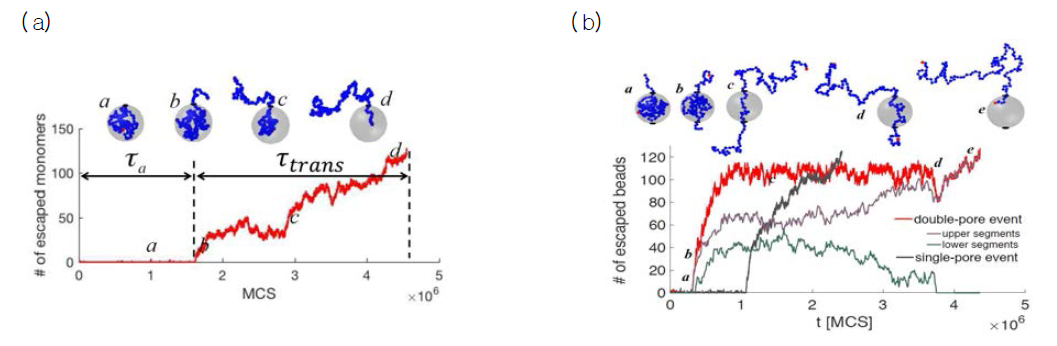 단분자의 개수가 128인 고분자 사슬이 ( a) 단일구멍 또는 ( b) 두 개의 구멍을 통해, 구에서 빠져나가는 고분자 탈출 프로세스