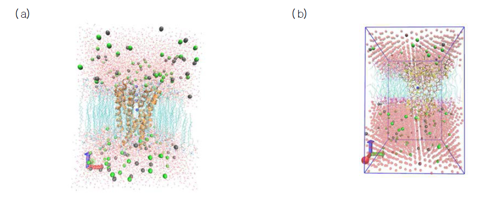 ( a) GROM A CS를 이용한 30 ns 원자적 분자동역학 시뮬레이션의 마지막 스냅샷. 오렌지색: K csA , 파랑색: K + , 녹색: CL - , 회색: NA + , 청록색: POPC lipid, 빨간색: water ( T I P3P) ( b) 3μs 코스- 그레인드 분자동역학 시뮬레이션의 마지막 스냅샷. 노란색: K csA