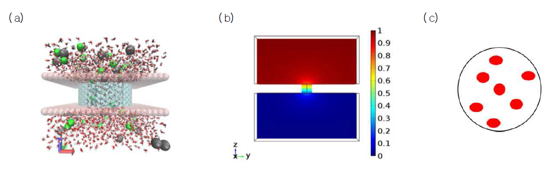 ( a) 단순화된 원자적 이온 채널 모델링에 대한 1 ns 분자동역학 시뮬레이션의 마지막 스냅샷. 노란색: K csA , 파랑색: K + , 녹색: CL - , 회색: NA + , 청록색: CNT , 빨간색: water , 빨간색의 판: 그라핀 ( b) 연속체 모델에 기반한 이온 채널 모델링. 이온 채널이 열려있을 때, 이온 농도의 분포를 나타냄. ( c) 연속체 모델에 기반하여, 세포막상의 이온 채널을 구상의 디스크 모양( 빨간색) 의 화학반응 패치로 근사한 이온 채널 모델링