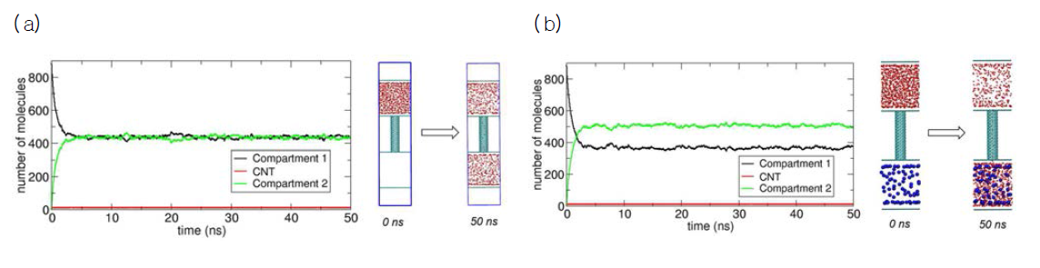 (a) 삼투압을 유발하는 분자들(osmolytes)이 없는 상황에서의 수송 분자들의 이동과 (b) 한쪽 분리공간 (compartment 2)에만 삼투압을 유발하는 분자들이 있는 상황에서의 수송 분자들의 이동