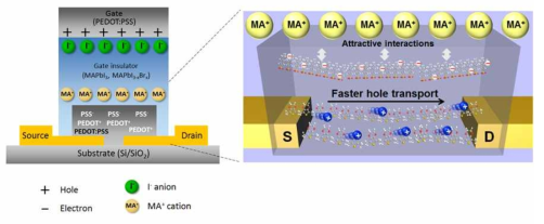 MAPbI3와 PEDOT:PSS 채널층에서의 전하 전도 원리