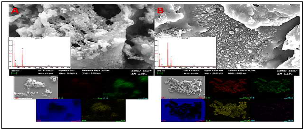 (A) FE-SEM image of Fe bio-nanocomposite with image-mapping at bottom (inset showing EDAX data); (B) FE-SEM image of thiolated aptamers conjugated Fe bio-nanocomposite with image-mapping at bottom (inset showing EDAX data)