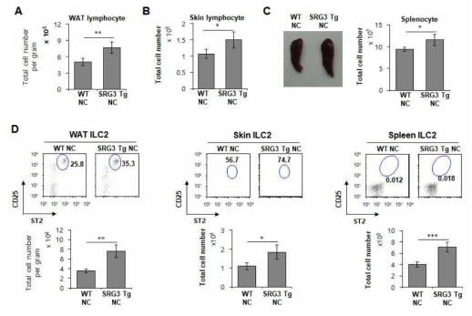 NC/Nga 생쥐에서 SRG3 과발현이 ILC2 분포에 미치는 영향 조사