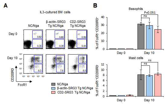 NC/Nga 생쥐에서 SRG3 과발현이 IL3에 의한 호염구/비만세포 분화에 미치는 영향 조사
