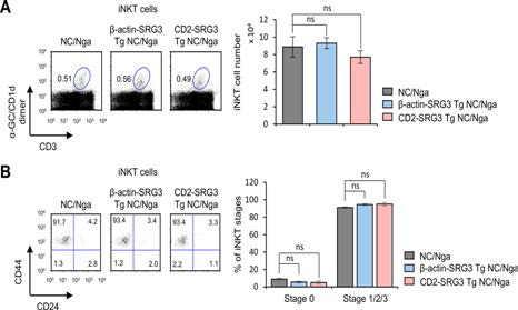 NC/Nga 생쥐에서 SRG3 과발현이 NKT 세포의 분포 및 분화 단계에 미치는 영향 조사