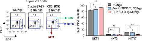 NC/Nga 생쥐에서 SRG3 과발현이 NKT 세포의 subset에 미치는 영향 조사