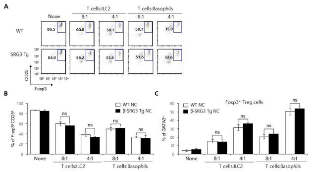 NC/Nga 생쥐에서 SRG3 과발현이 ILC2 및 호염구에 의한 Treg 세포 분화 조절에 미치는 영향 조사