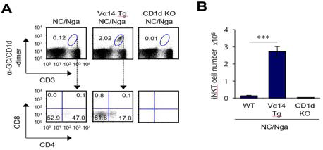 Vα14 TCR Tg NC/Nga 생쥐에서 iNKT 세포의 수 및 subset (CD4, CD8) 조사