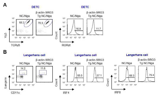 NC/Nga 생쥐에서 SRG3 과발현이 DETC와 랑게르한스 세포에 미치는 영향 조사
