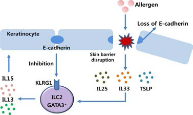 ILC2의 아토피 피부염 유발 메커니즘