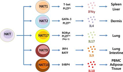 전사인자 발현 양상에 따른 다양한 iNKT 세포로의 분화