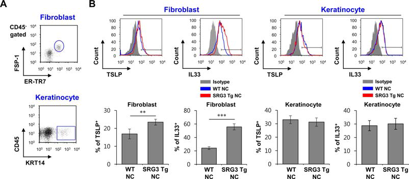NC/Nga 생쥐에서 SRG3 과발현이 피부세포에서의 TSLP와 IL33 분비에 미치는 영향 조사