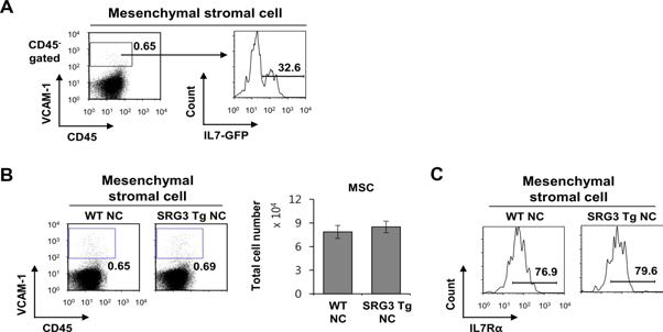 NC/Nga 생쥐에서 SRG3 과발현에 의한 mesenchymal stromal 세포의 변화 관찰