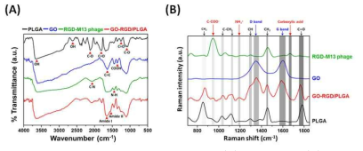 GO-RGD/PLGA 나노섬유 시트의 성분 분석: (A) FT-IR and (B) Raman spectra