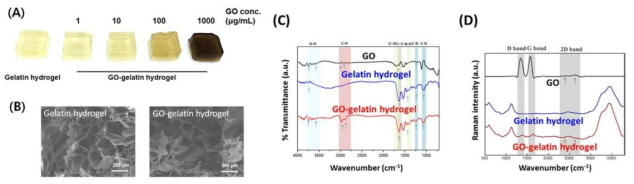 GO-gelatin 하이드로젤의 물리·화학적 특성 분석: (A) Digital photographs, (B) SEM images, (C) FT-IR spectra, and (B) Raman spectra of GO-gelatin hydrogels