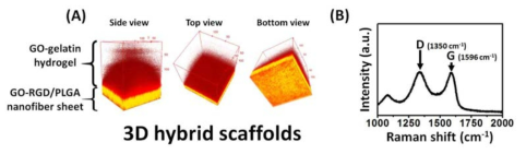 3차원 기능성 하이브리드 지지체의 제작: (A) Two-photon fluorescence 3D images of hybrid scaffolds composed of GO-RGD/PLGA nanofiber sheets and GO-gelatin hydrogels. (B) Raman spectrum of GO within 3D hybrid scaffolds