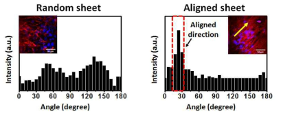 병렬 배열 구조를 갖는 GO-RGD/PLGA 나노섬유 시트에서의 근아세포 정렬(alingment): Quantitative analysis of cell alignment on the random and aligned GO-PLGA/RGD nanofiber sheets