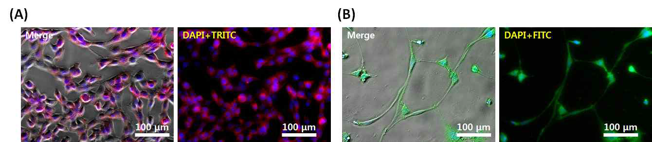 HT-22 신경아세포의 신경분화: Fluorescence images of HT-22 cells in (A) normal growth condition and (B) neuronal differentiation condition