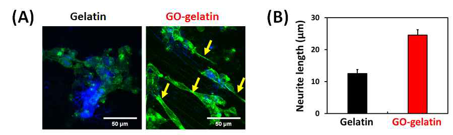 GO가 혼합된 젤라틴의 신경아세포에 대한 신경분화 유도 효과: (A) Fluorescence images of neurite (green), (B) Quantitative analysis of neurite length
