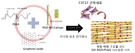 GO-RGD/PLGA 나노섬유 시트의 생체적합성 평가
