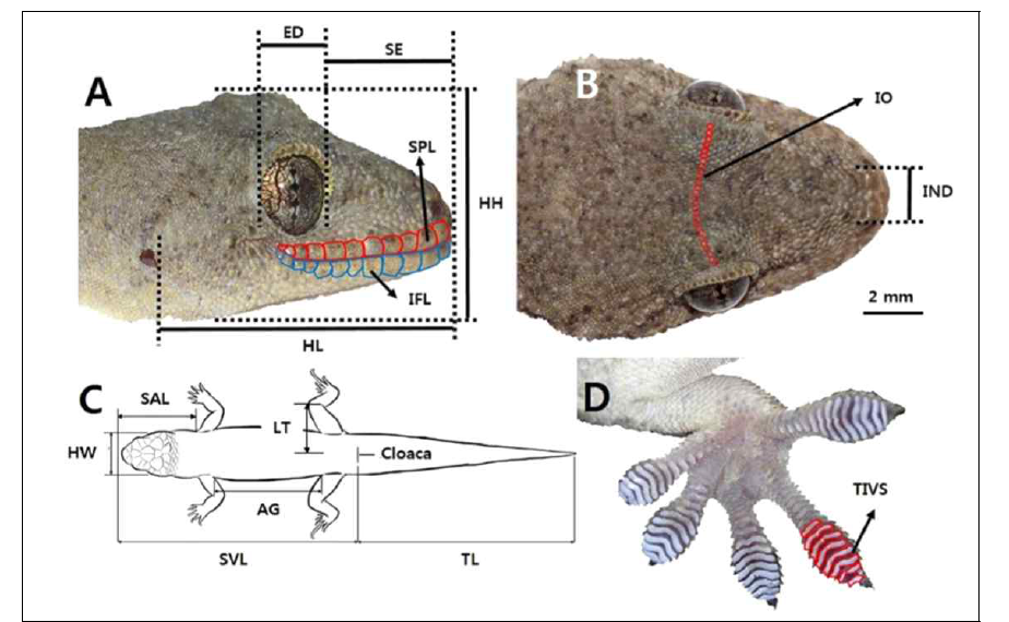 측정한 도마뱀부치의 형태 수치 및 비늘 변수