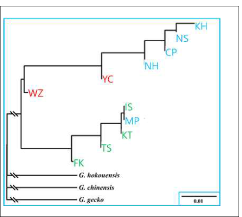 Neighbor-joining tree was constructed based on Tamura-Nei genetic distance among the 11 populations. Although the variation was small, we could found three different groups based on China, Japan, and Korea. Korean populations was grouped with Chinese groups and independent to Japanese groups. In special, Korean MP population was grouped with other Japanese groups