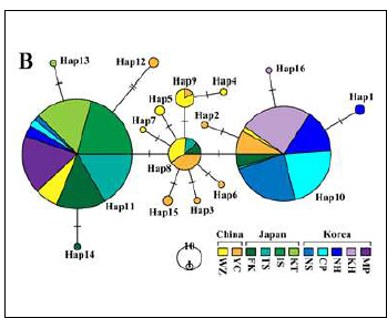 Haplotype network (Different colors for each different populations)