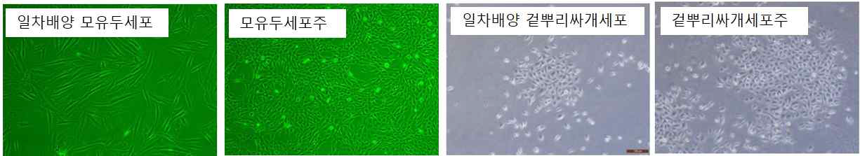 일차배양 세포 및 세포주 비교