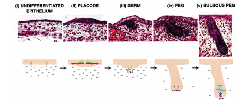 배아 발달 과정에서 모유두세포의 형성과 모낭형성과정 (J Invest Dermatol, 2002)