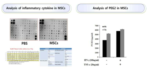 중간엽줄기세포의 분비 및 면역조절능 평가