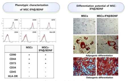 MSCs-IFNβ/BDNF의 표현형 및 분화능 확인