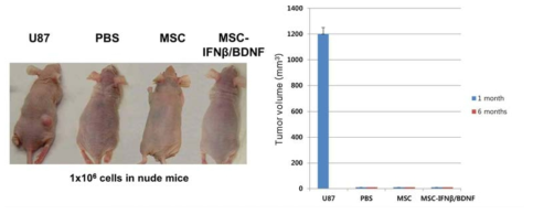 MSCs-IFNβ/BDNF의 종양형성능 확인