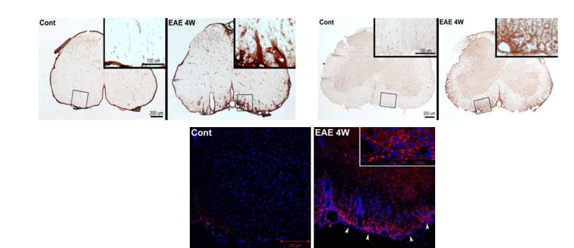 laminin, nestin, dMBP 염색